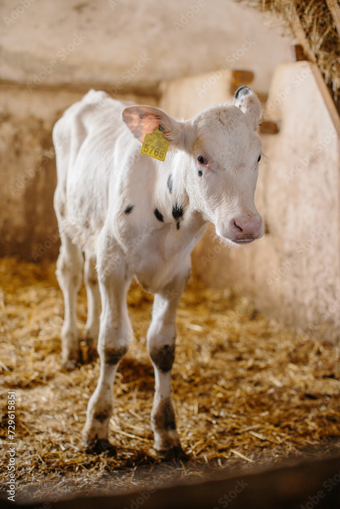 A white cute calf is standing on straw in a stable. A white cute calf is standing on straw in a stable.