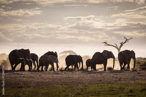 Elephants during safari trip in Amboseli National Park, Kenya © danmir12