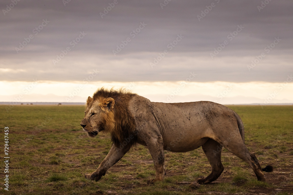 Fototapeta premium Portrait of a lion full of blood during safari in Amboseli National Park, Kenya
