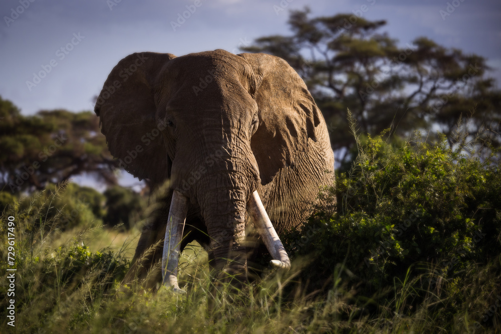 Obraz premium Elephants during safari trip in Amboseli National Park, Kenya