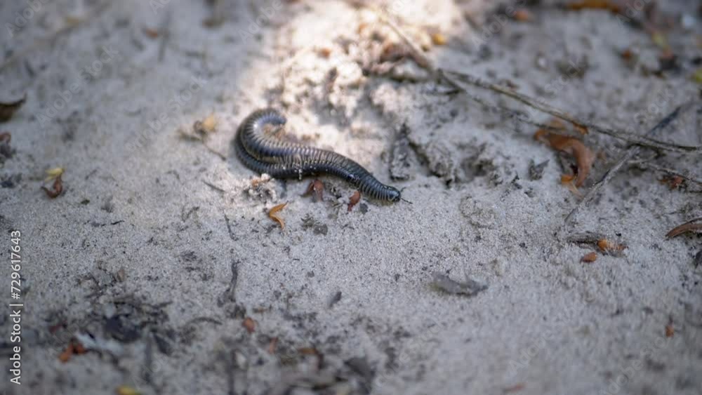 Two Black Centipedes Mating, Crawling on Dirty Sand and Dry Leaves in Sun. Selective focus, blurred motion. Pair, together. Sunbeam. Morning. Caterpillars in nature. Copy space. Wildlife, close-up. Two Black Centipedes Mating, Crawling on Dirty Sand and Dry Leaves in Sun. Selective focus, blurred motion. Pair, together. Sunbeam. Morning. Caterpillars in nature. Copy space. Wildlife, close-up.