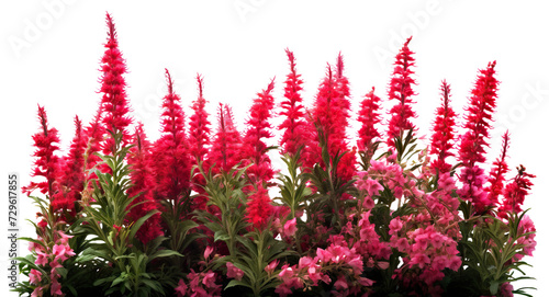 Fototapeta Naklejka Na Ścianę i Meble -  Red garden flowers cut out