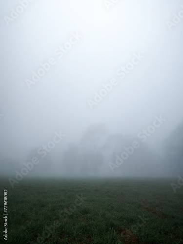Landscape of trees with a lot of fog during the morning, with space for text