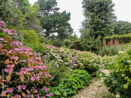 Fototapeta Naklejka Na Ścianę i Meble -  flowers in a garden