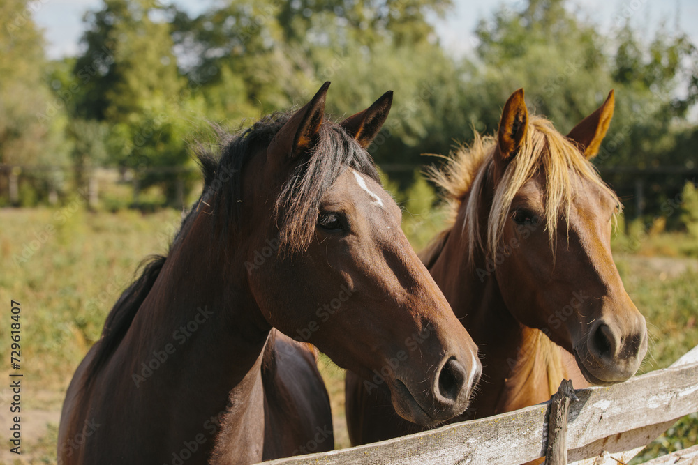 Fototapeta premium Chestnut-colored horses on a farm in a paddock.