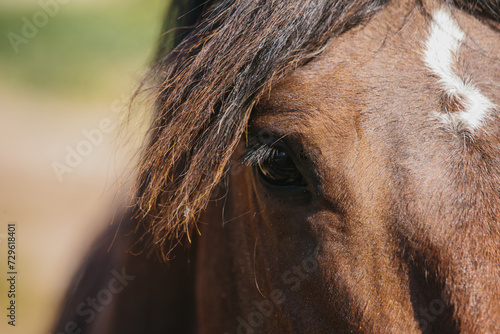 A detailed close-up of a chestnut horse s eye.