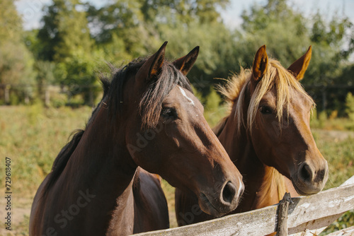 Fototapeta Naklejka Na Ścianę i Meble -  Chestnut-colored horses on a farm in a paddock.