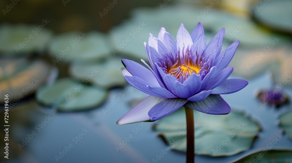 a purple flower sits in the middle of a pond of water lilies with lily pads in the foreground and a bee sitting on top of the lily pad. a purple flower sits in the middle of a pond of water lilies with lily pads in the foreground and a bee sitting on top of the lily pad.