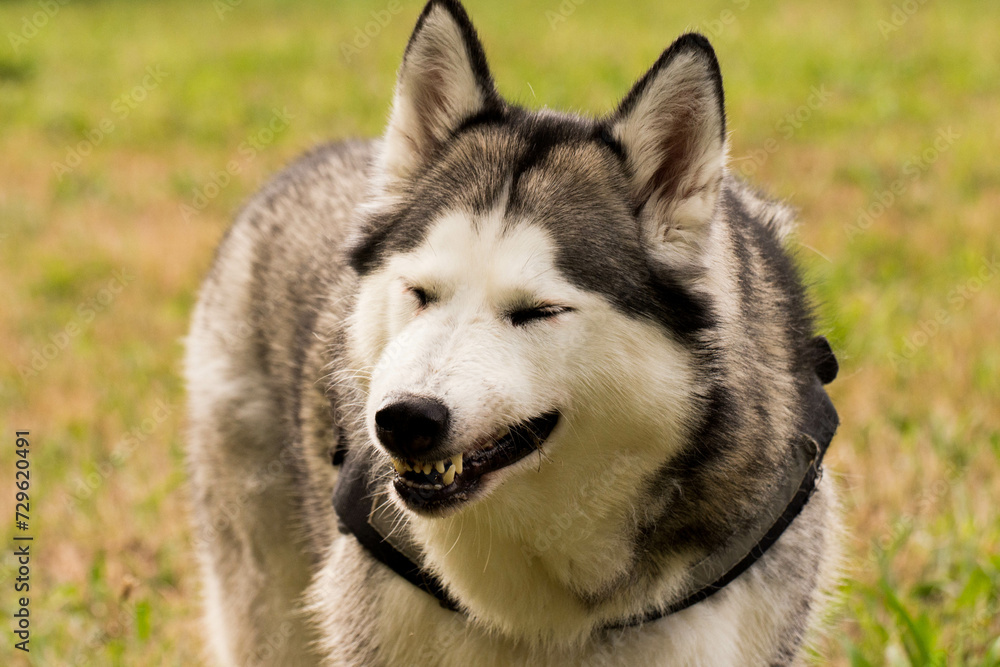 Perro en el campo