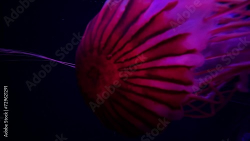Japanese sea nettle Jellyfish, 4K UHD