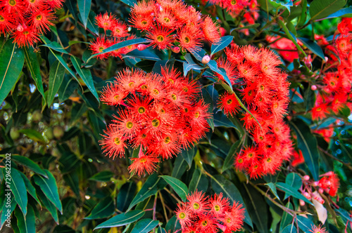 Flowers and leaves of Corymbia ficifolia (Eucalyptus ficifolia or red flowering gum), a small tree endemic in the south-west of Western Australia
 photo
