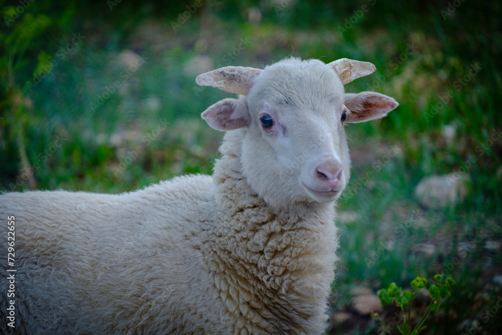 little lamb, Bunyola, Mallorca, Balearic Islands, Spain