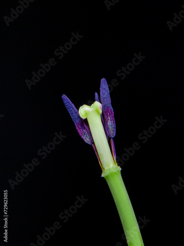 a detailed close-up of the inside of a tulip flower  pistil  stamens and anthers