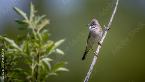 Common Whitethroat (Sylvia communis) on a branch