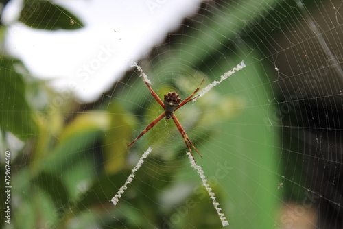 Araña en su tela de araña © Lorena