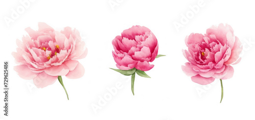 Set flowers watercolor, Pink flowers	