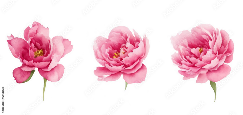 Set flowers watercolor, Pink flowers	