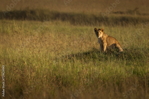 Lioness in the grass with looking for the hunt during safari in Maasai Mara, Kenya © danmir12