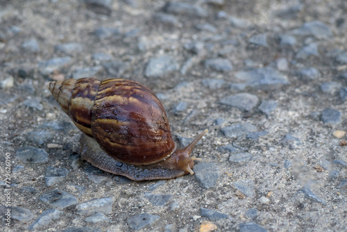 Close up of a snail with a shell.Selective focus.