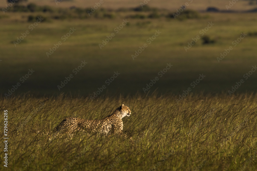 Beautiful cheetah looking for prey during safari in Maasai Mara, Kenya Beautiful cheetah looking for prey during safari in Maasai Mara, Kenya