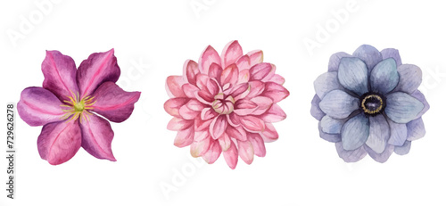 Peonies flowers, Set flowers watercolor, Pink flowers	