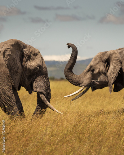 Two young elephants playing during safari in Maasai Mara, Kenya