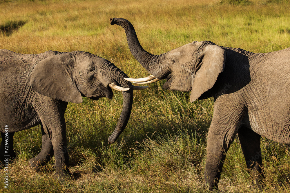 Obraz premium Two young elephants playing during safari in Maasai Mara, Kenya