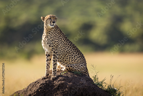 Beautiful cheetah looking for prey during safari in Maasai Mara, Kenya