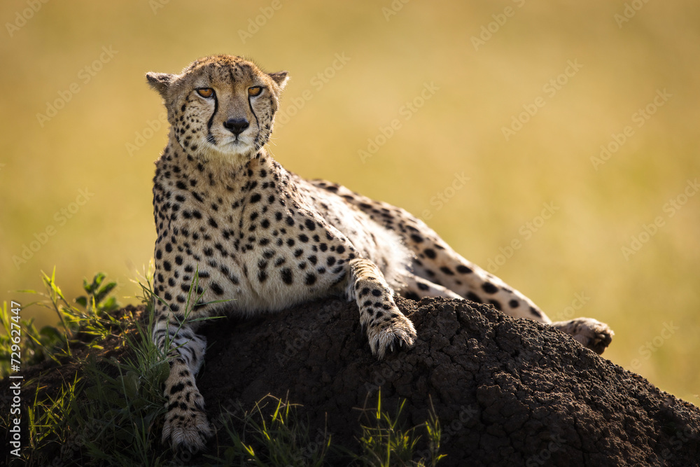 Fototapeta premium Beautiful cheetah looking for prey during safari in Maasai Mara, Kenya