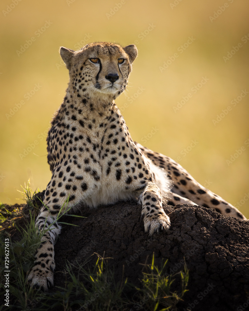 Beautiful cheetah looking for prey during safari in Maasai Mara, Kenya Beautiful cheetah looking for prey during safari in Maasai Mara, Kenya