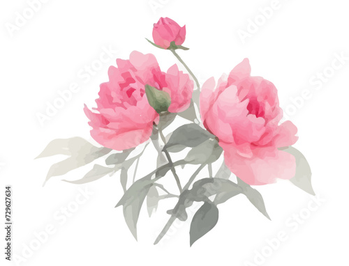 Peonies flowers watercolor, Pink flowers