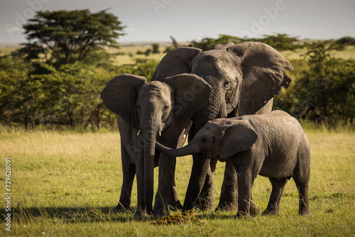 Beautiful elephant family playing together during safari in Maasai Mara, Kenya