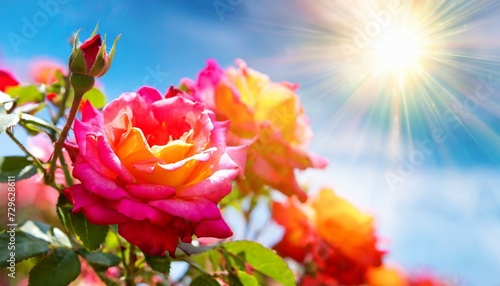 Wallpaper Mural roses in the garden Torontodigital.ca