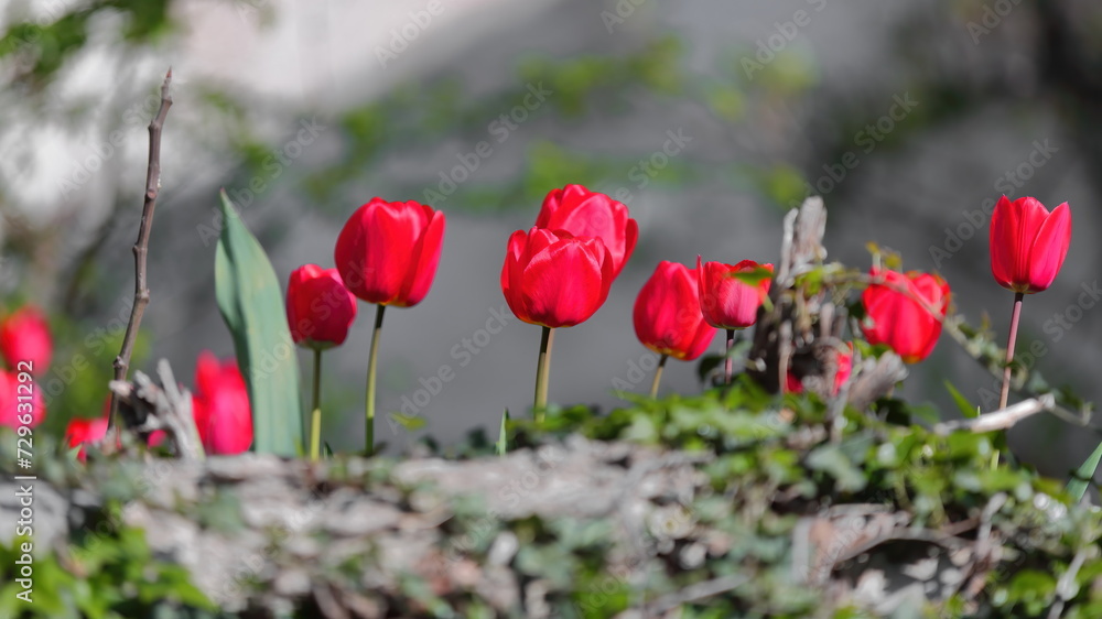 Red tulips blooming in springtime in a flower bed of an urban park in the Saint Sophia Church area. Ohrid-North Macedonia-317 Red tulips blooming in springtime in a flower bed of an urban park in the Saint Sophia Church area. Ohrid-North Macedonia-317
