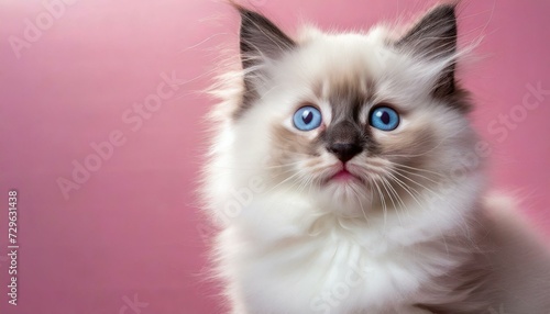 small kitten portrait isolated on pink background