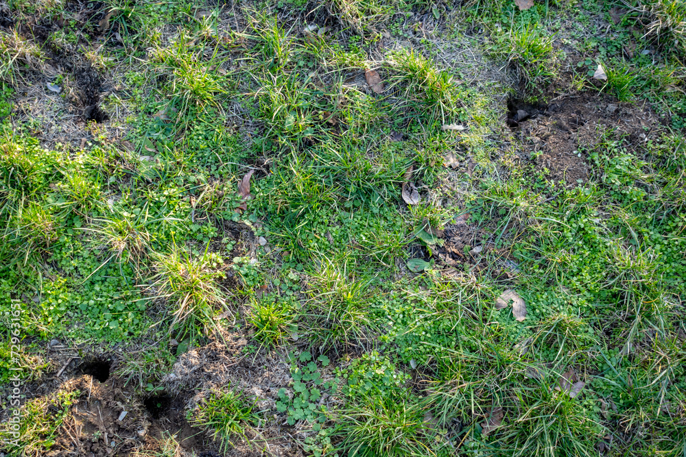 Obraz premium Eingänge zum Wühlmausbau