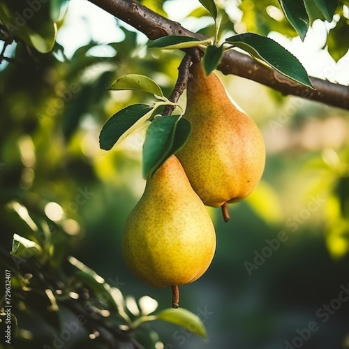close-up of a fresh ripe pear hang on branch tree. autumn farm harvest and urban gardening concept with natural green foliage garden at the background. selective focus