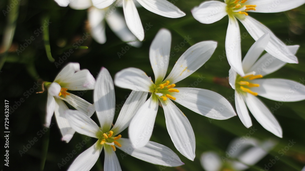 Fototapeta premium Nature Wild Flowers Background