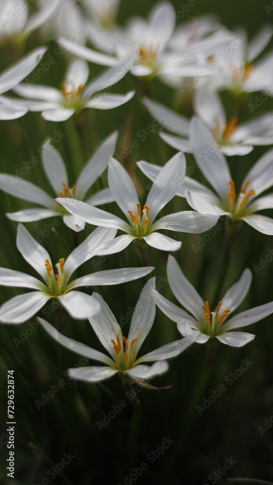 Fototapeta premium Nature Wild Flowers Background