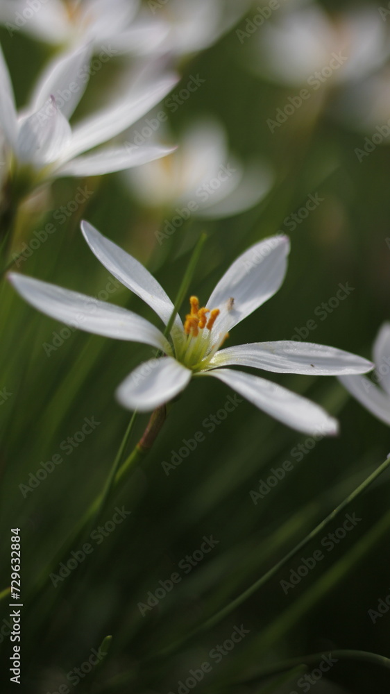 Nature Wild Flowers Background