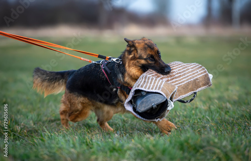 German shepherd dog runs in the park on a leash with a protection sleeve photo