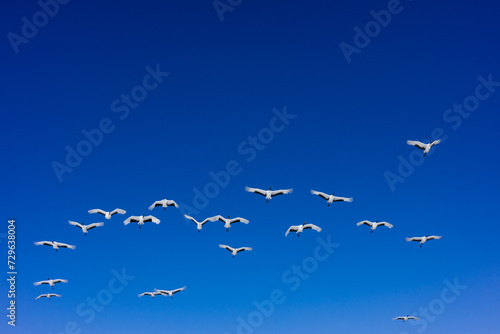 鶴の群れと青空