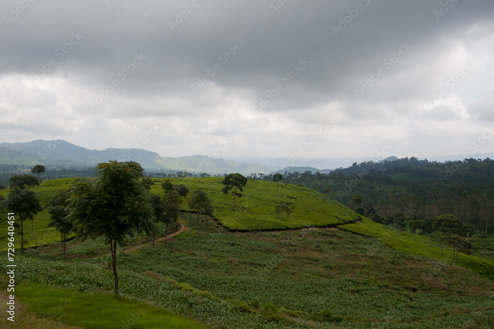 Campos de cultivo del te en las montañas de Ciwidey, Bandung, Java Barat, Indonesia