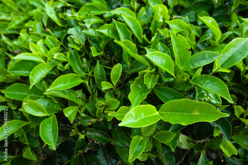 Wallpaper Mural Campos de cultivo del te, Ciwidey, Bandung, Java, Indonesia Torontodigital.ca