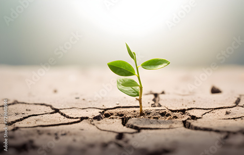 Small Plant Sprouting From the Ground, Showcasing The Early Stages Of Growth And Development. New Life Concept.