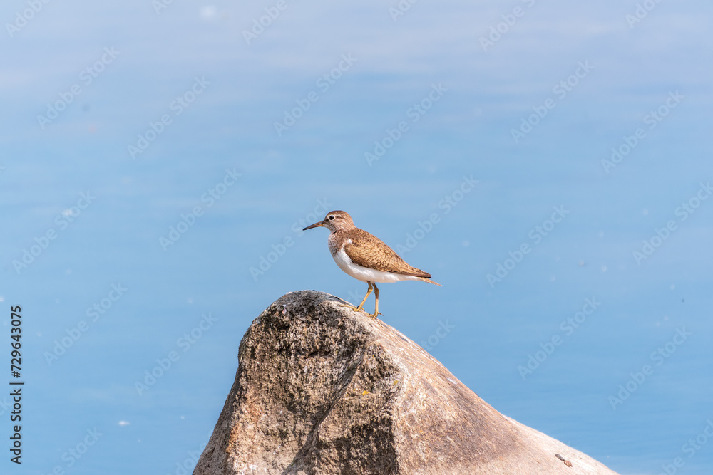 Common sandpiper, Actitis hypoleucos, resting lake shore under raindrops. Common sandpiper, Actitis hypoleucos, resting lake shore under raindrops.