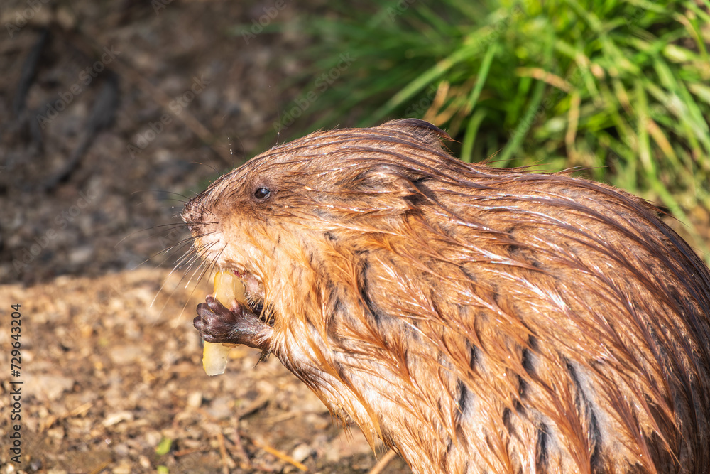 Wild animal Muskrat, Ondatra zibethicuseats, eats on the river bank