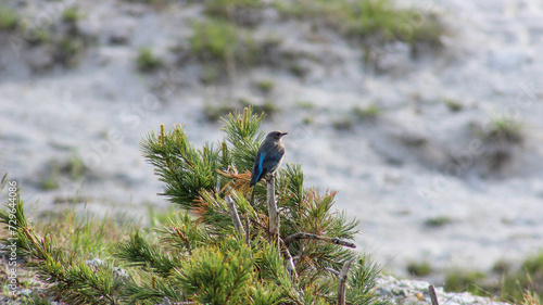 blue bird on a branch