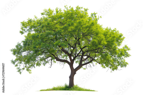 A vibrant, lush green tree with a sturdy brown trunk, isolated on a white background. Perfect for designs that require a natural element or outdoor theme.