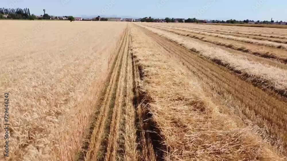 Ripe wheat field from the drone Ripe wheat field from the drone